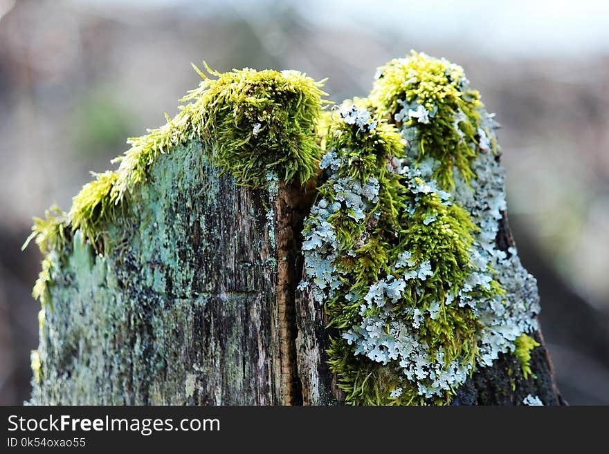 Tree, Branch, Plant, Moss