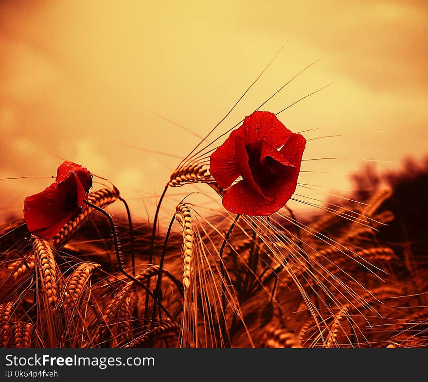 Red, Sky, Morning, Plant