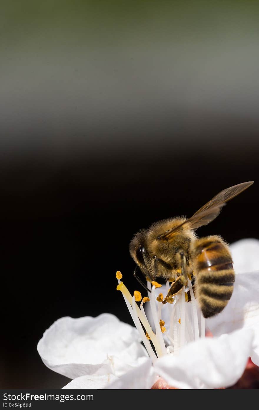 Insect, Bee, Honey Bee, Membrane Winged Insect