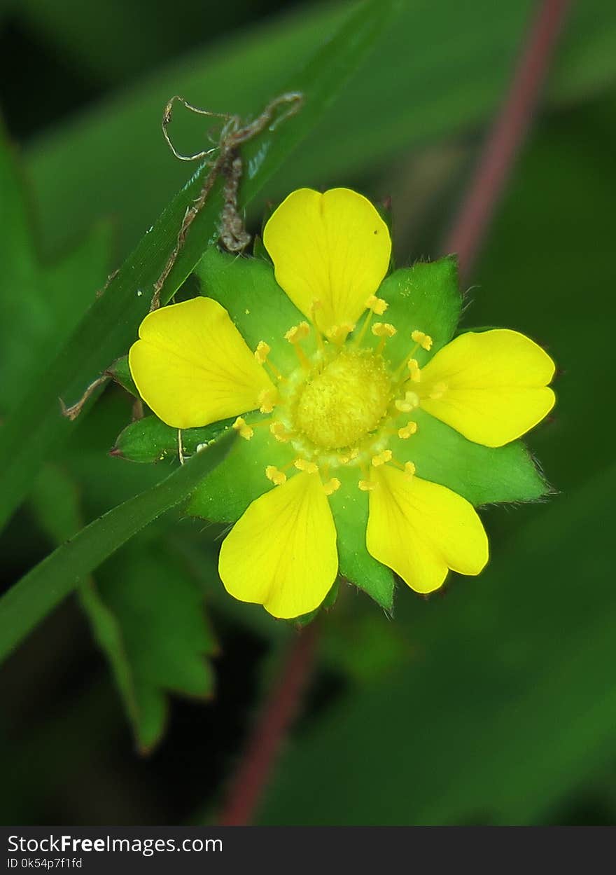 Flower, Yellow, Flora, Common Tormentil