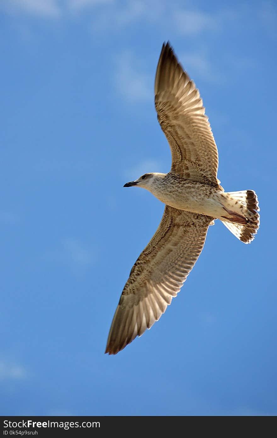 Bird, Fauna, Sky, Wildlife