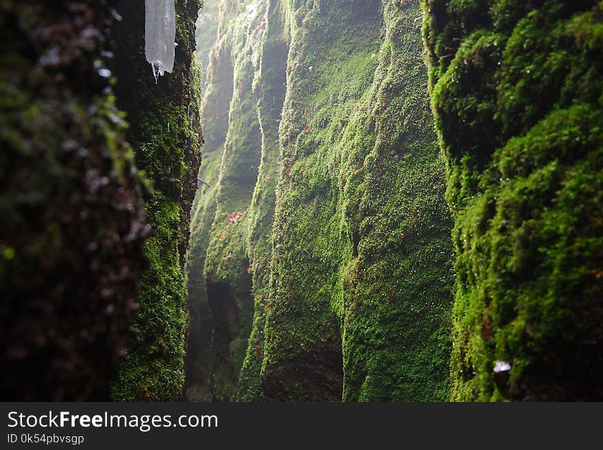 Vegetation, Green, Nature, Nature Reserve