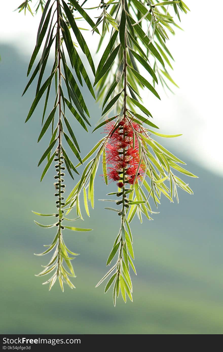 Tree, Leaf, Plant, Pine Family