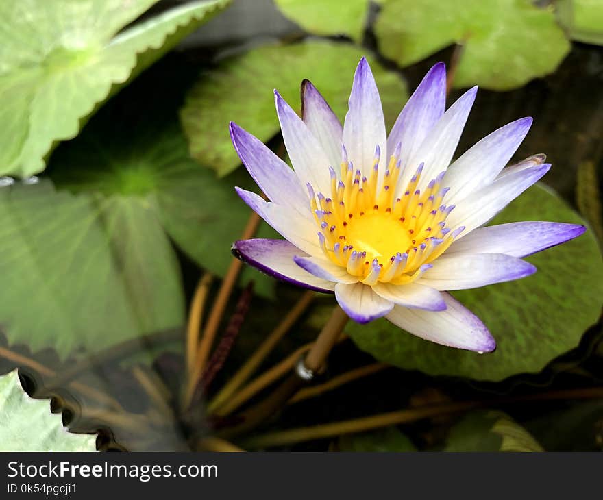 Flower, Flora, Plant, Aquatic Plant