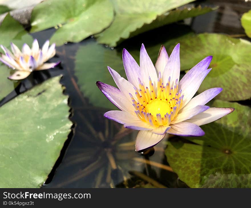 Flower, Plant, Flora, Aquatic Plant