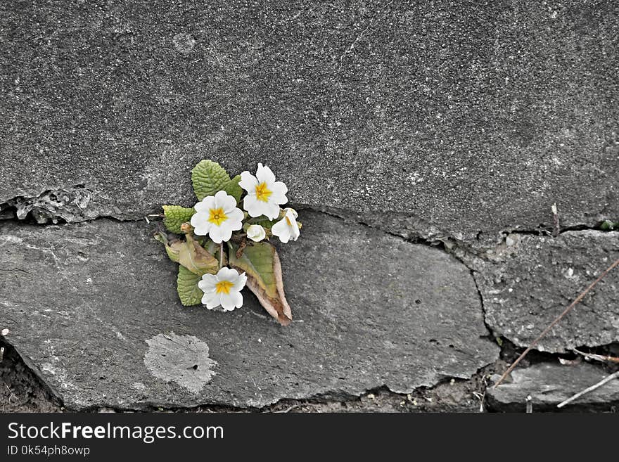 Flower, Flora, Plant, Leaf