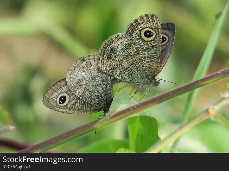 Fauna, Moths And Butterflies, Insect, Butterfly