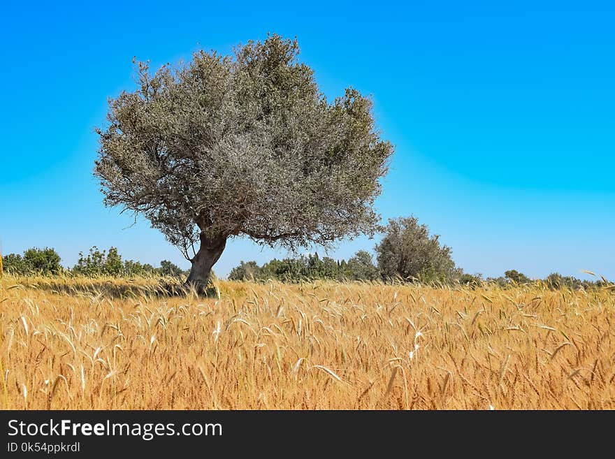 Ecosystem, Tree, Field, Sky