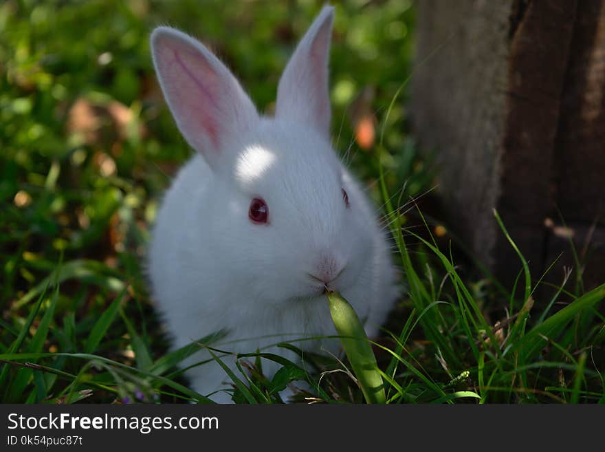 Rabbit, Mammal, Domestic Rabbit, Rabits And Hares