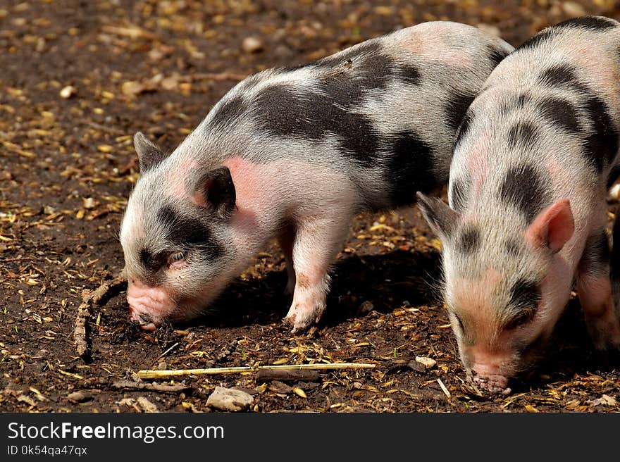Pig Like Mammal, Pig, Domestic Pig, Fauna