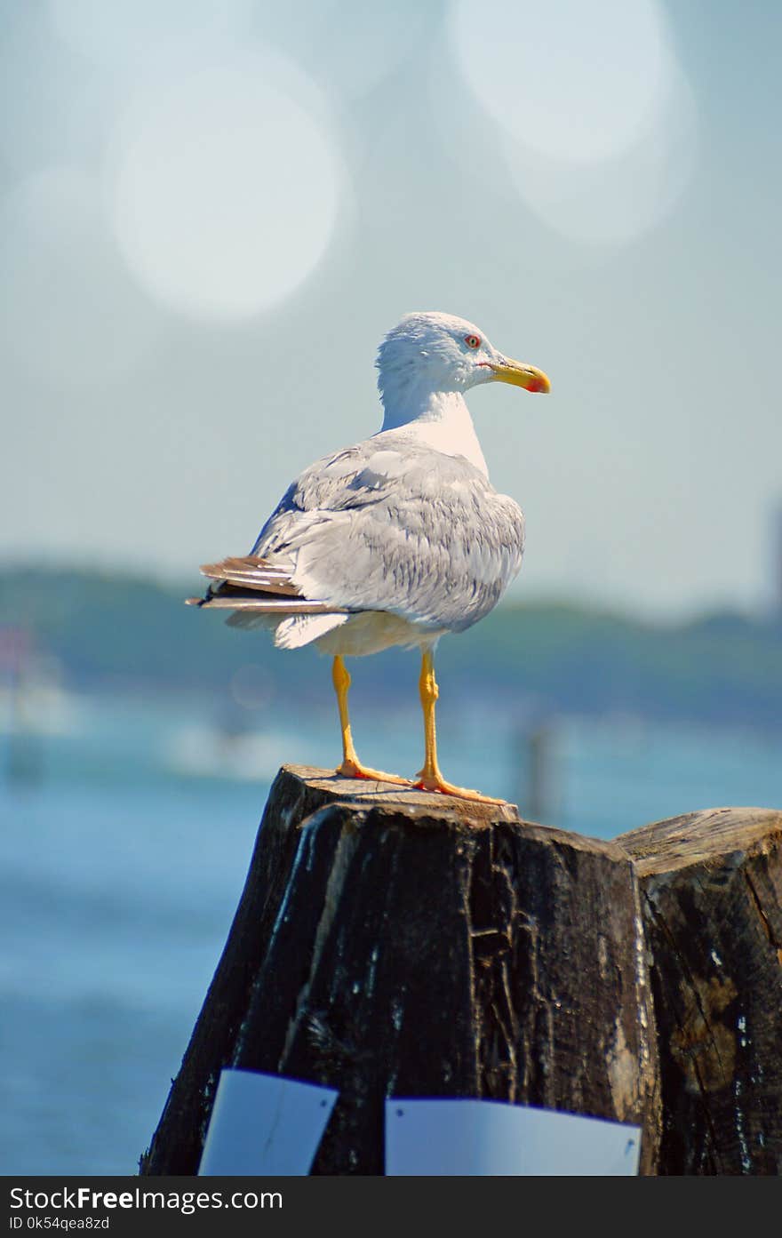 Bird, Seabird, Gull, Beak