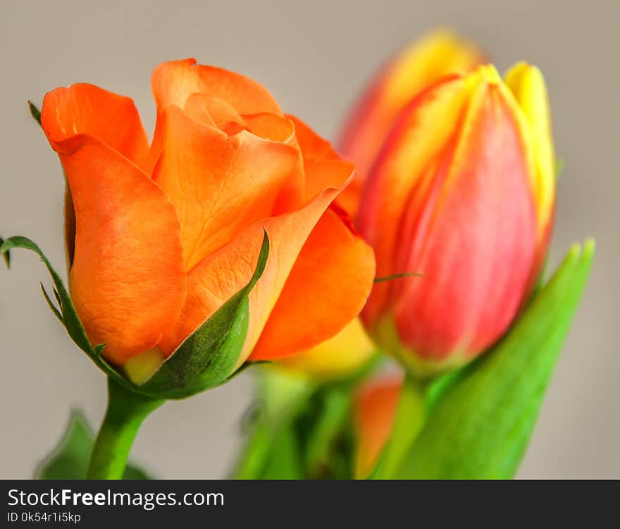 Flower, Orange, Close Up, Petal