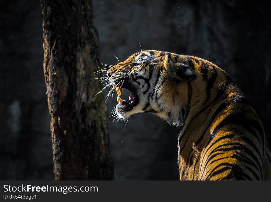 Wildlife, Tiger, Mammal, Fauna