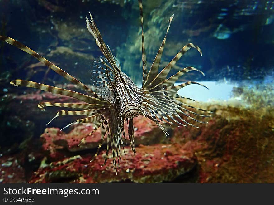 Ecosystem, Coral Reef, Lionfish, Marine Biology