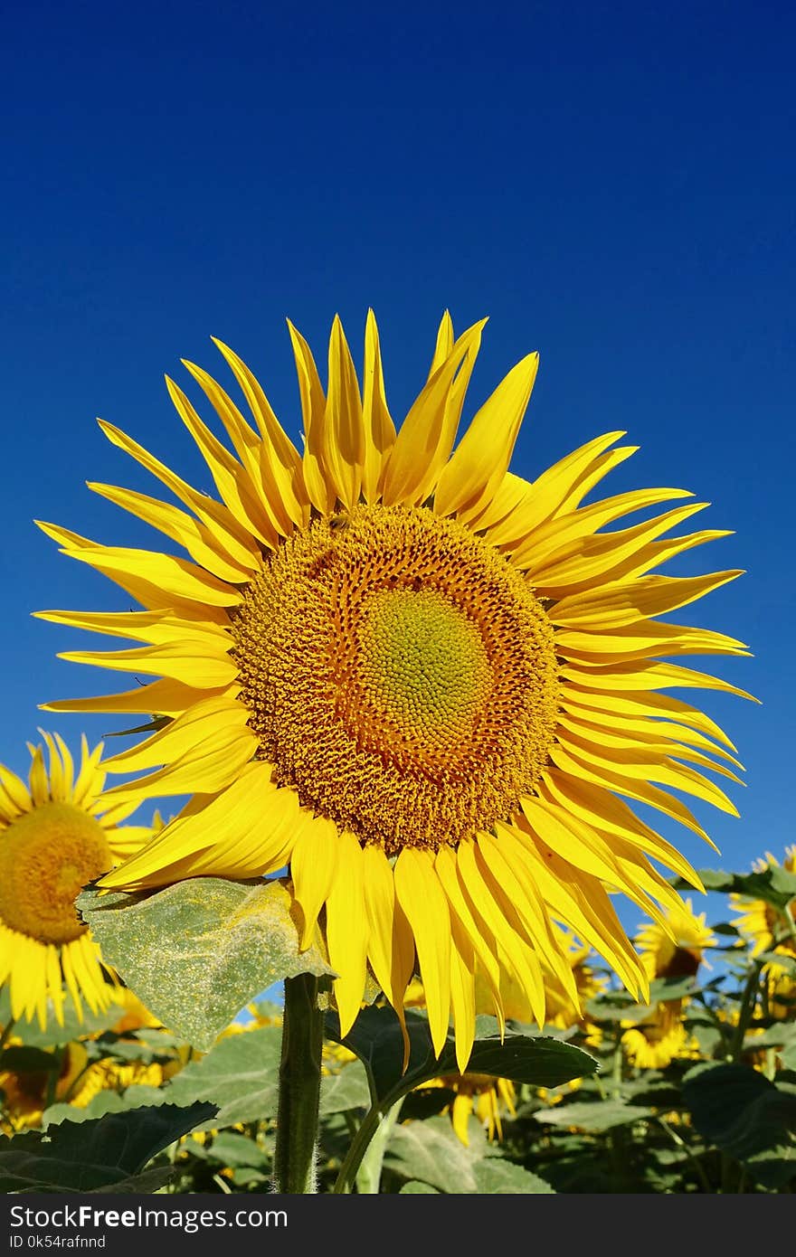 Sunflower, Flower, Yellow, Sunflower Seed