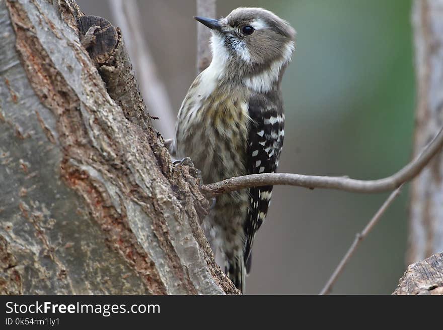 Bird, Fauna, Beak, Wildlife