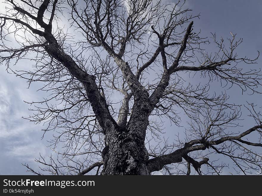 Tree, Branch, Sky, Woody Plant