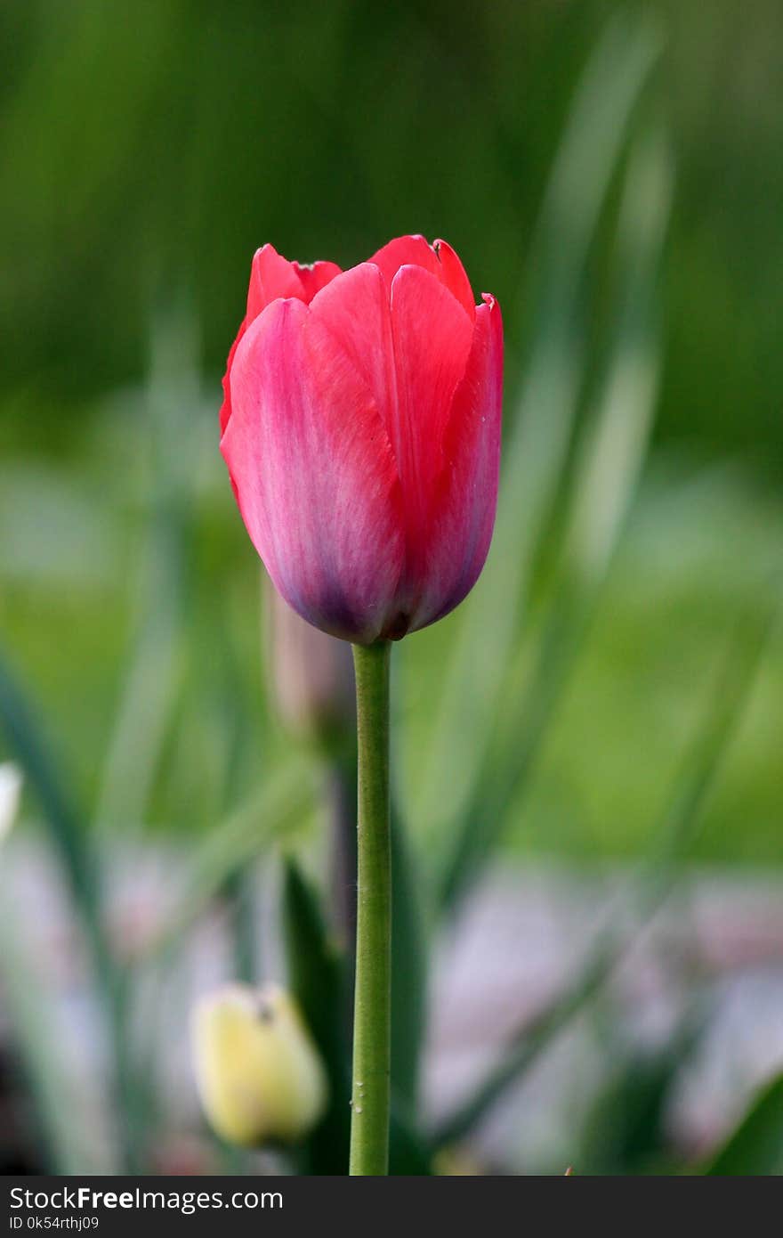 Flower, Tulip, Plant, Bud