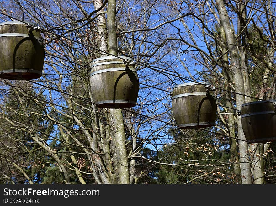 Tree, Branch, Plant, Leaf