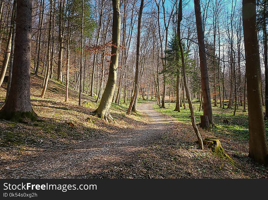 Woodland, Nature, Path, Forest