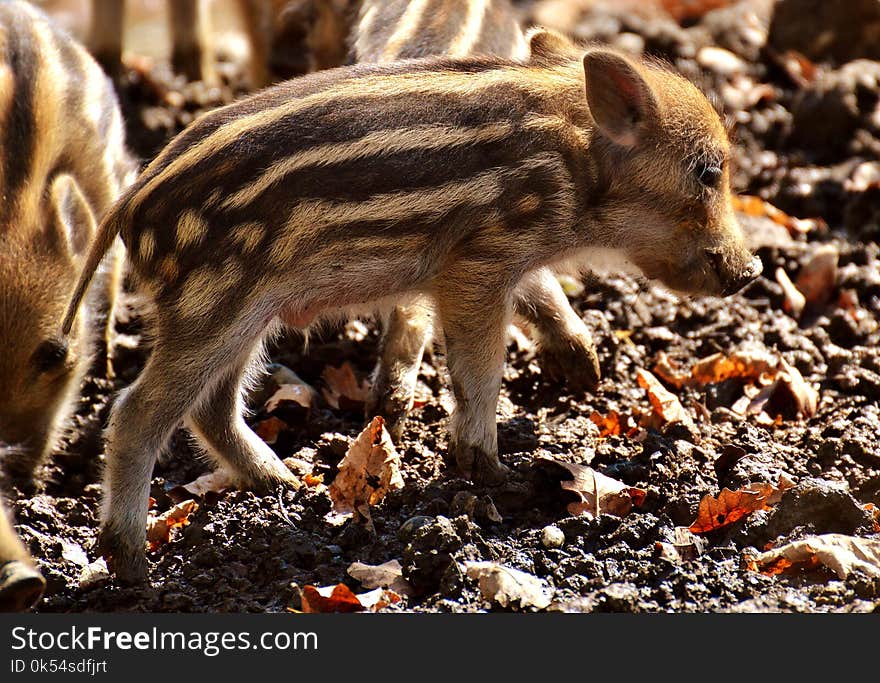 Pig Like Mammal, Mammal, Fauna, Pig