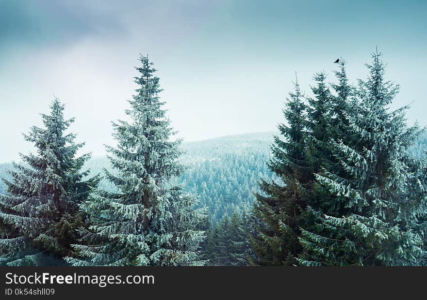 Spruce, Spruce Fir Forest, Tree, Ecosystem