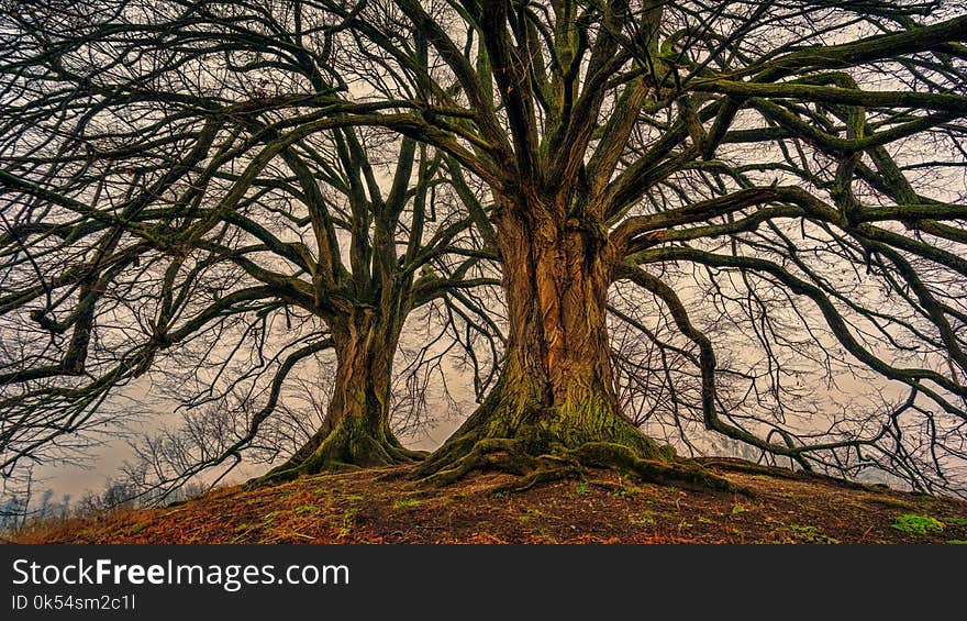 Tree, Branch, Woody Plant, Woodland