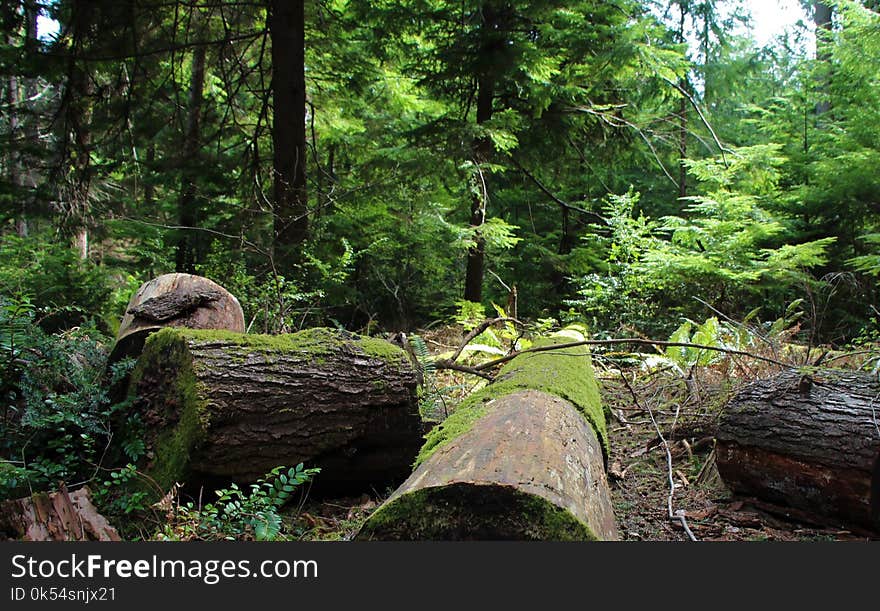 Nature Reserve, Ecosystem, Wilderness, Vegetation