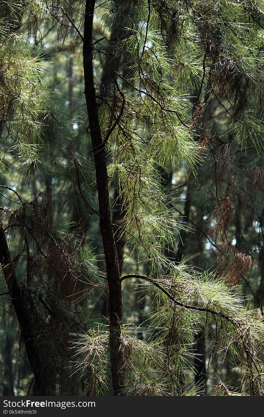 Tree, Ecosystem, Vegetation, Forest