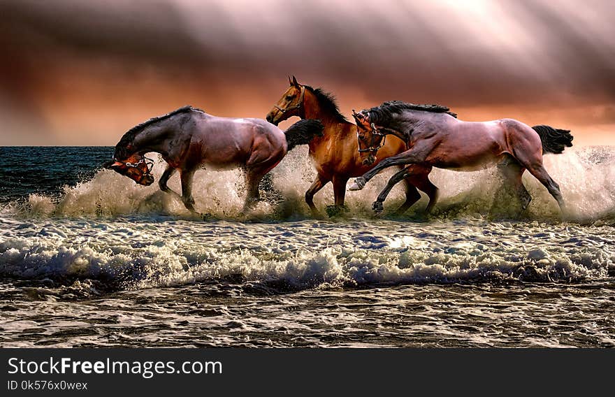 Horse, Horse Like Mammal, Mustang Horse, Mane