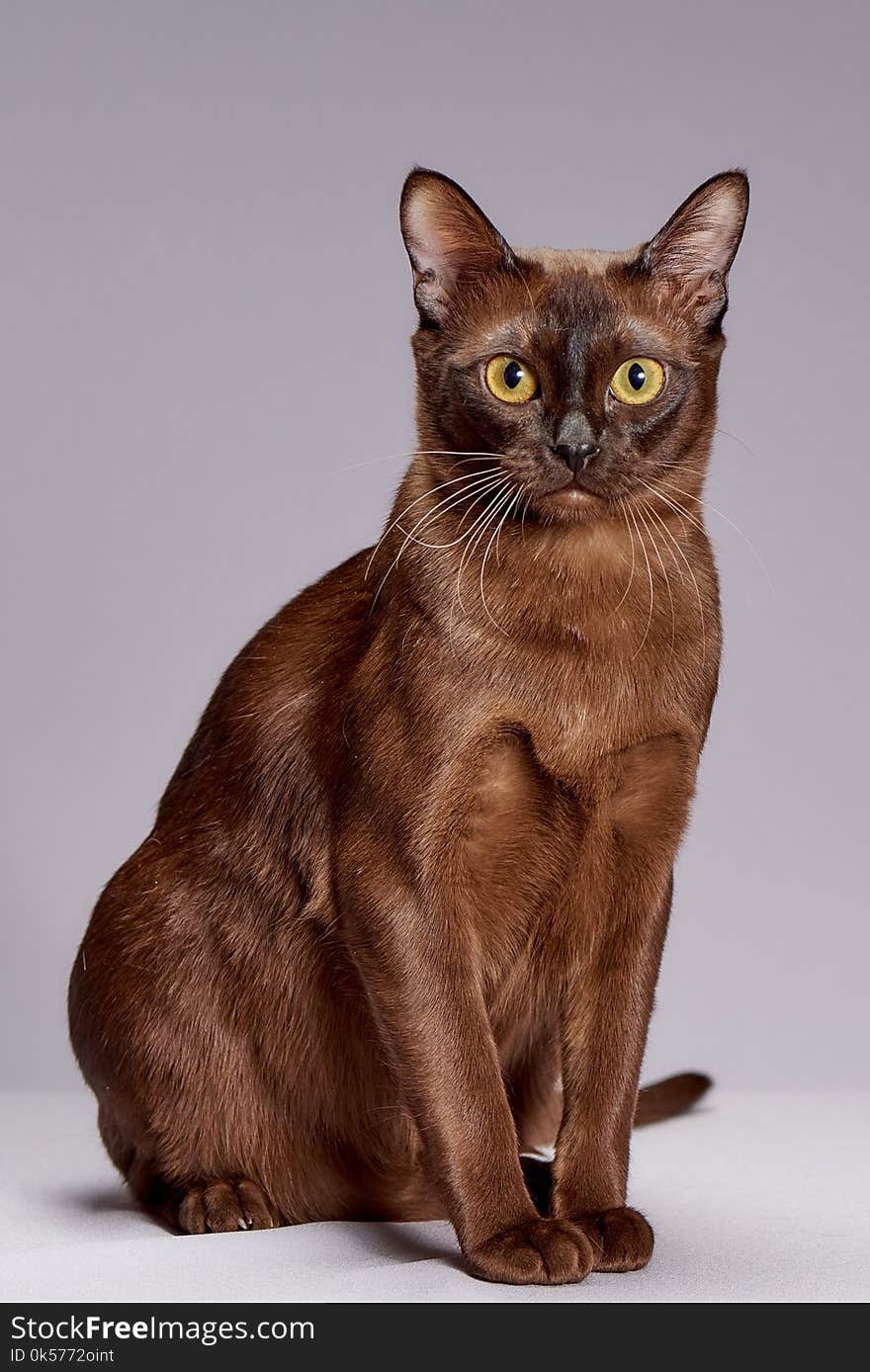 Cat, Burmese, Mammal, Small To Medium Sized Cats