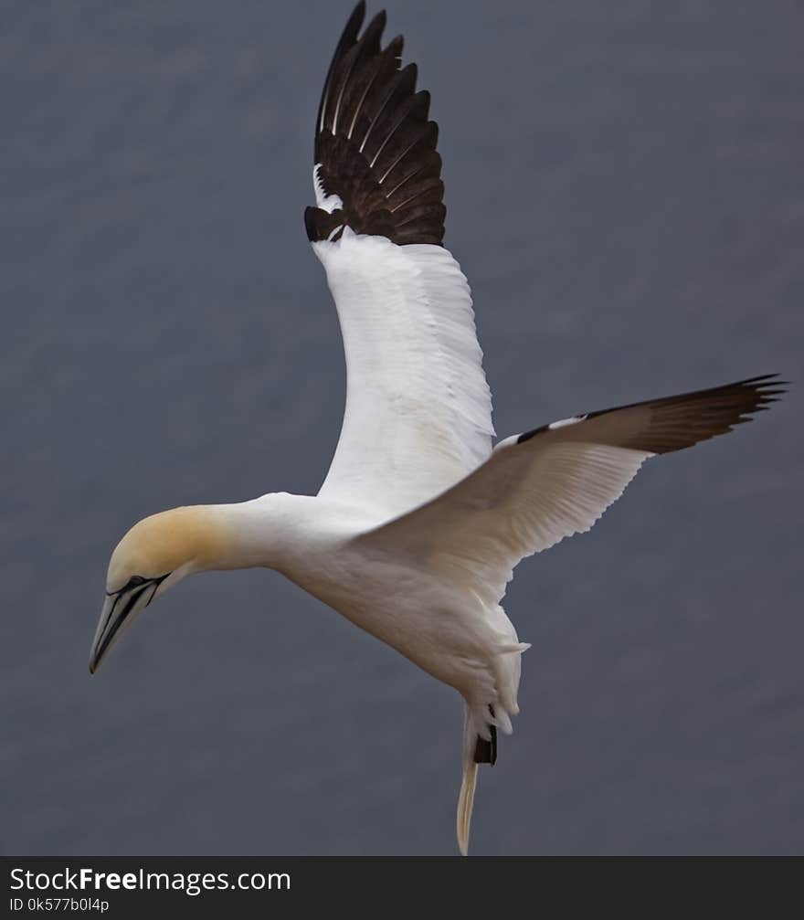 Bird, Fauna, Gannet, Seabird