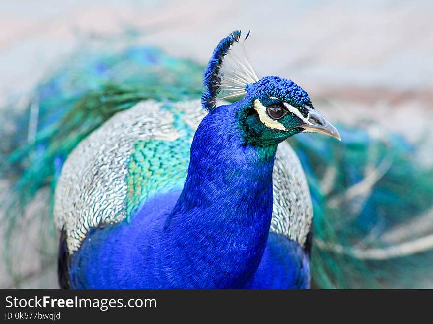 Peafowl, Blue, Bird, Beak