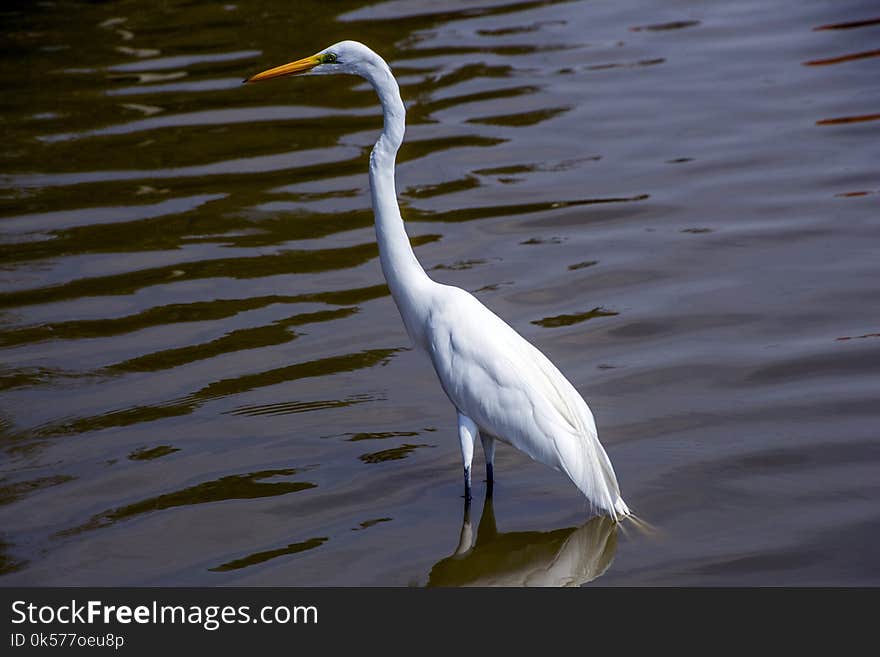 Bird, Water, Great Egret, Fauna