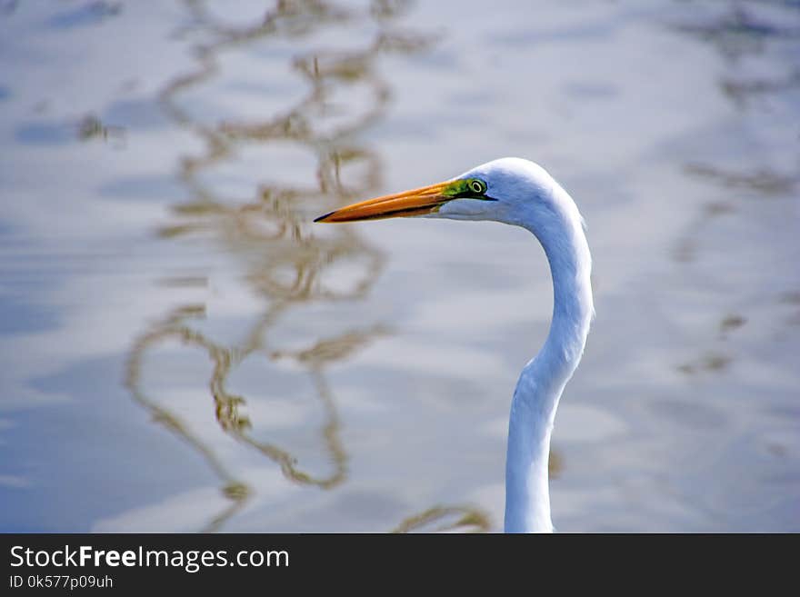 Bird, Beak, Great Egret, Egret