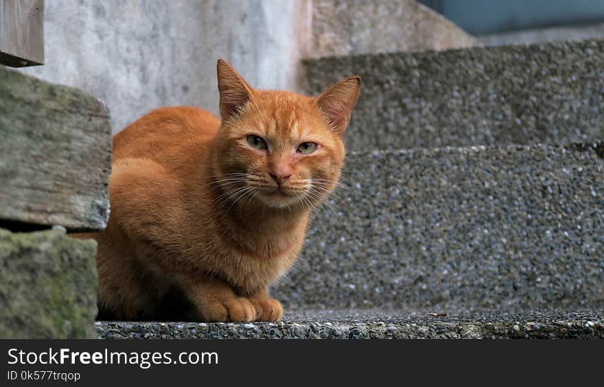 Cat, Fauna, Mammal, Small To Medium Sized Cats