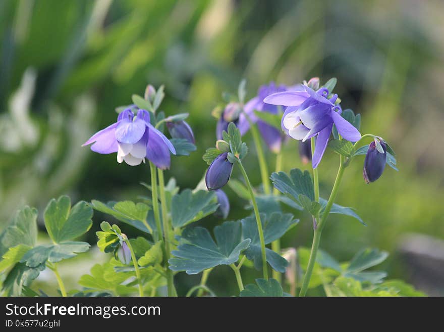 Plant, Flower, Flora, Flowering Plant