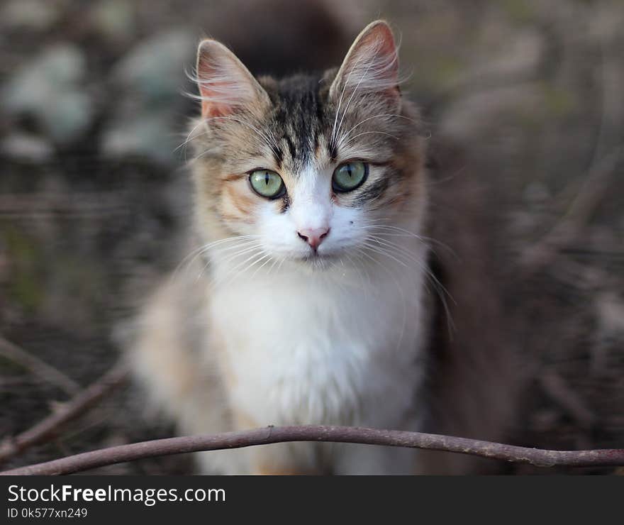 Cat, Whiskers, Fauna, Small To Medium Sized Cats