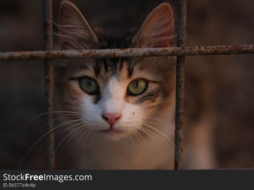 Cat, Face, Whiskers, Fauna