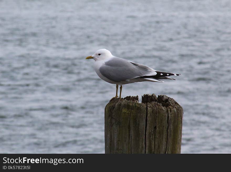 Bird, Gull, Seabird, Great Black Backed Gull