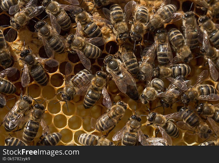 Honey Bee, Bee, Honeycomb, Invertebrate