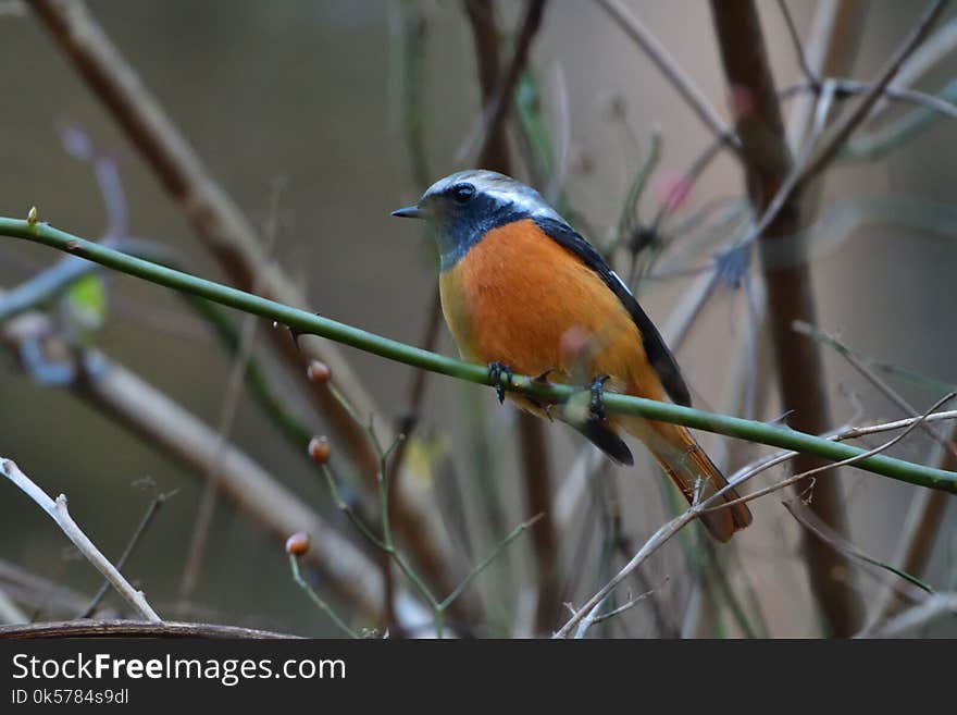 Bird, Beak, Fauna, Feather