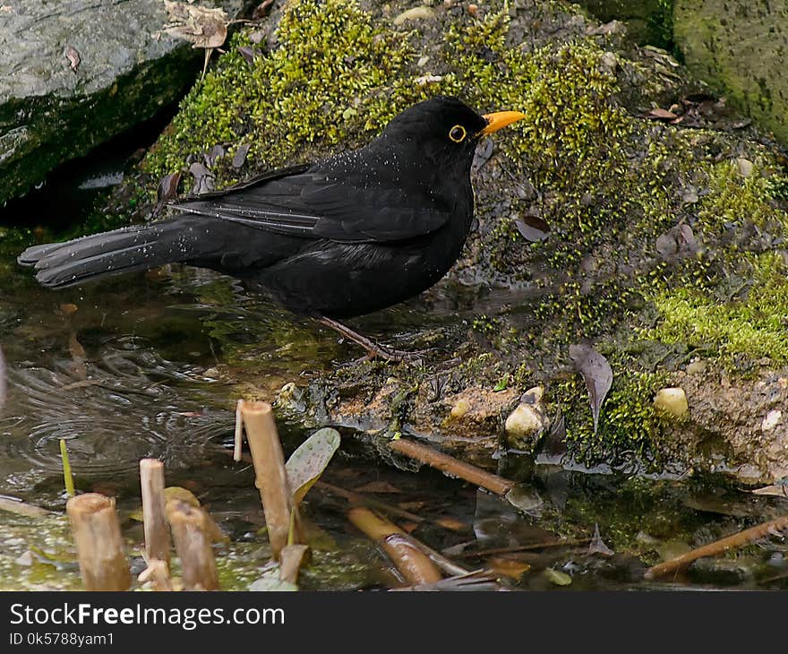 Bird, Blackbird, Fauna, Beak