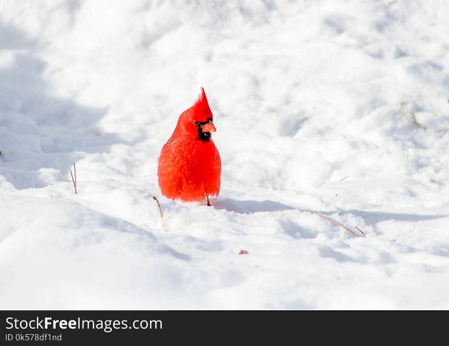 Bird, Cardinal, Sky, Beak