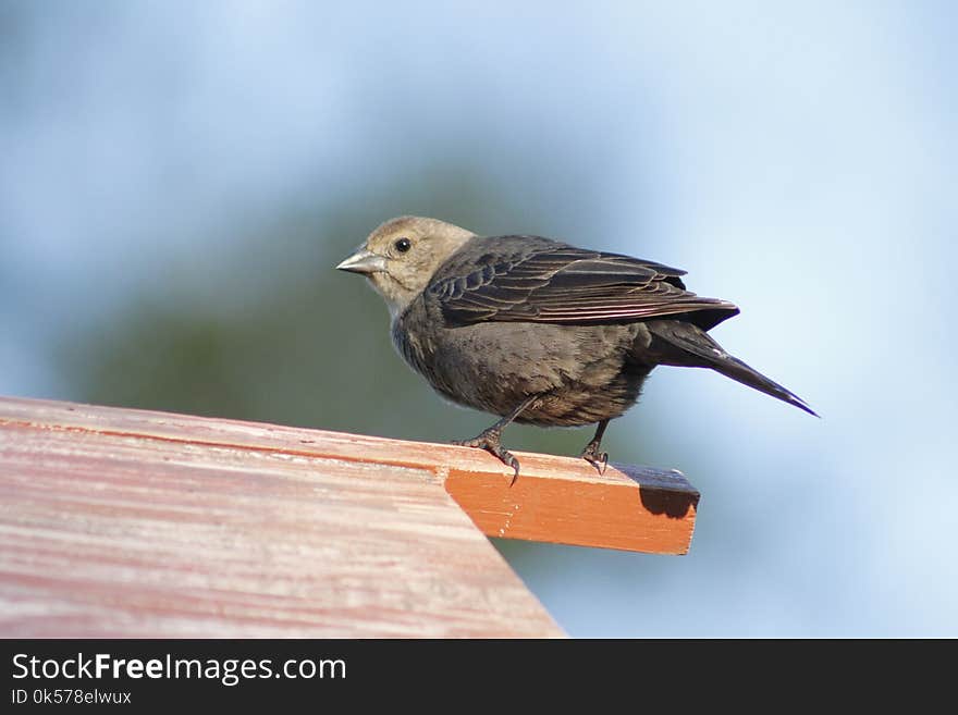 Bird, Beak, Fauna, Feather