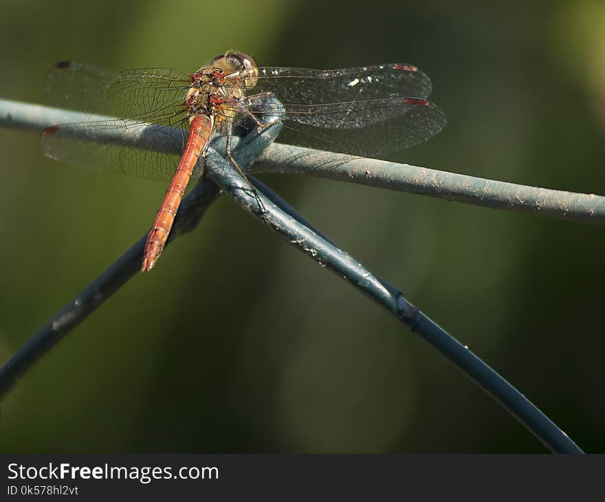 Dragonfly, Insect, Dragonflies And Damseflies, Damselfly