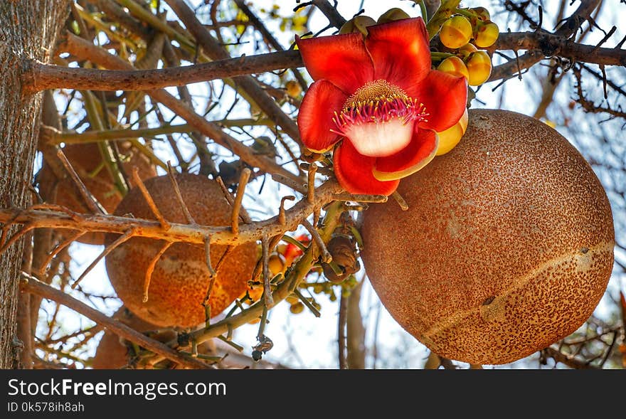 Branch, Couroupita, Fruit, Cannonball Tree