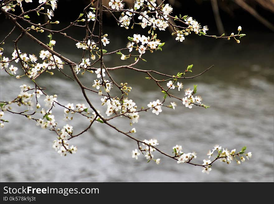 Branch, Plant, Blossom, Flower