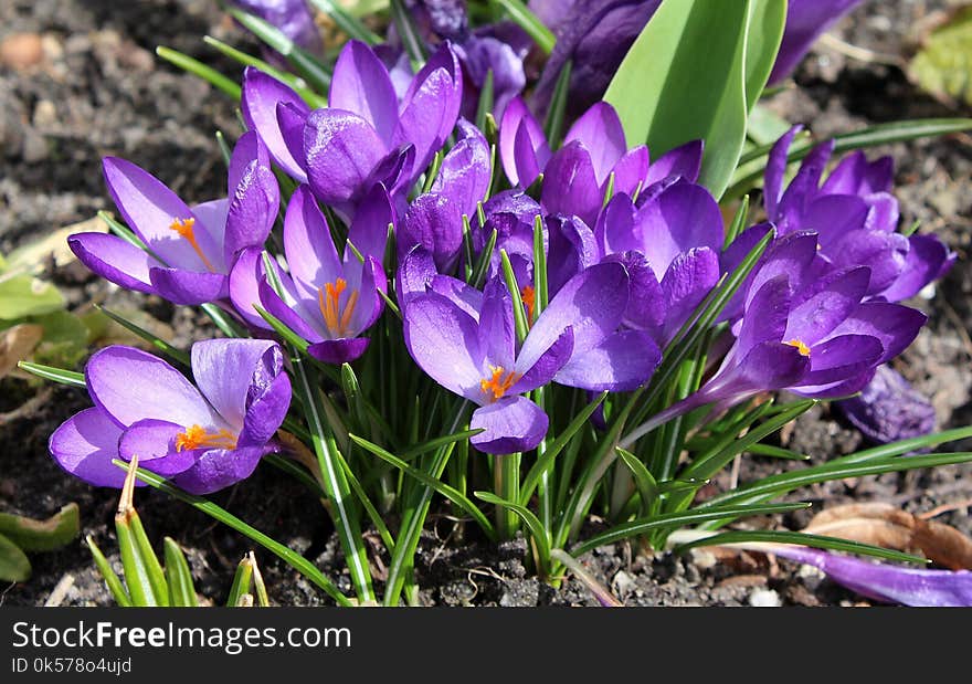 Flower, Plant, Crocus, Flowering Plant