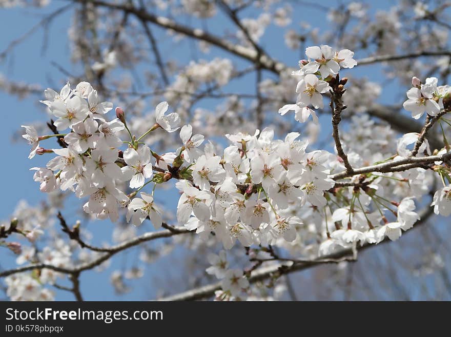 Blossom, Flower, Branch, Spring